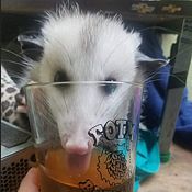 Thirsty Possum